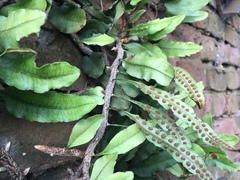 Microgramma mortoniana