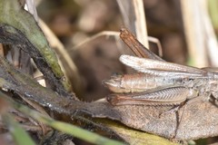Euchorthippus elegantulus