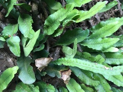 Microgramma mortoniana