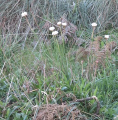 Ricardo Lima, CC0, iNaturalist via GBIF Armeria pseudarmeria, photograph Ricardo Lima, CC0, iNaturalist via GBIF