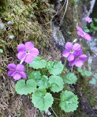 Primula rotundifolia