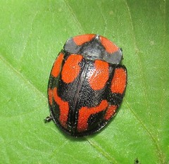 Botanochara angulata