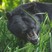 Ursus americanus carlottae - Photo (c) Emma, algunos derechos reservados (CC BY-NC), subido por Emma