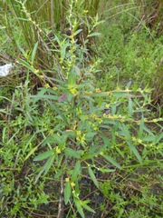 Ludwigia sphaerocarpa