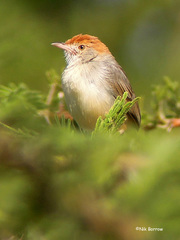 Cisticola angusticauda