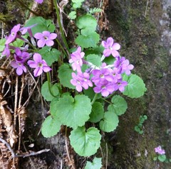 Primula rotundifolia