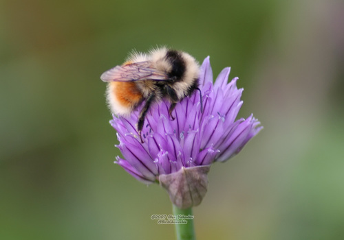 Lapland Bumble Bee