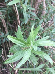 Baccharis punctulata