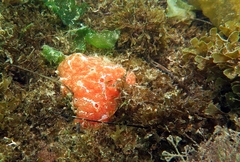 Aplidium nordmanni