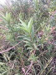 Baccharis punctulata