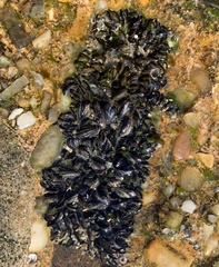 Brachidontes exustus