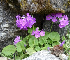 Primula rotundifolia