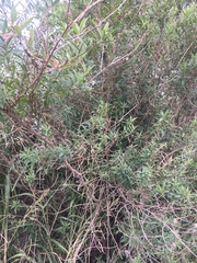 Baccharis punctulata