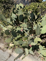 Opuntia tunoidea