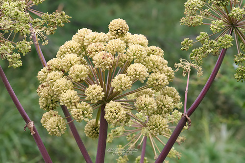 Angelica decurrens
