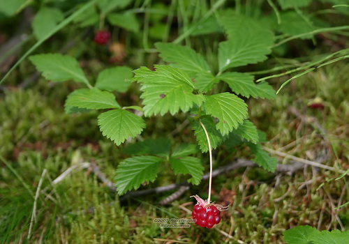 Arctic raspberry