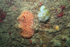 Aplidium nordmanni