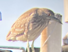 Nycticorax nycticorax
