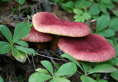 Suillus paluster