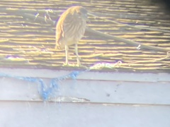 Nycticorax nycticorax