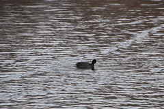 Fulica americana