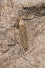 Blastobasis lacticolella