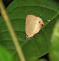 Strephonota cyllarissus
