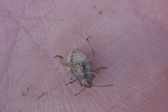 Mcphersonarcys aequalis