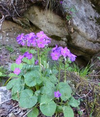 Primula rotundifolia