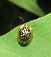 Cteisella confusa
