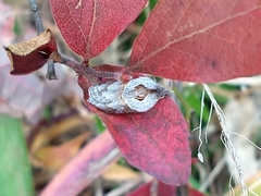 Acleris maculidorsana