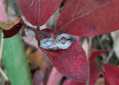 Acleris maculidorsana