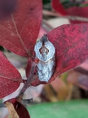 Acleris maculidorsana