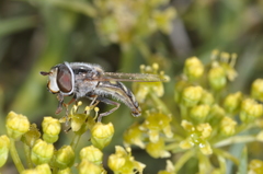 Austroscaeva occidentalis
