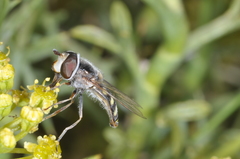 Austroscaeva occidentalis