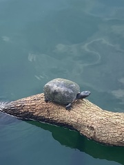 Trachemys scripta image