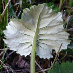 Primula rotundifolia