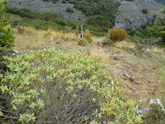 Veronica albicans