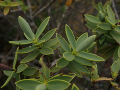 Veronica albicans