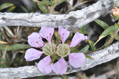 Pleurophora patagonica