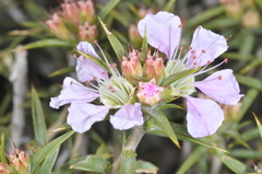 Pleurophora patagonica