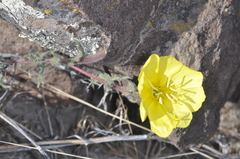 Oenothera odorata