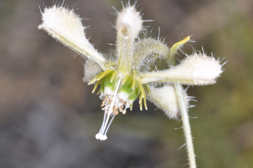 Blumenbachia dissecta (Blumenbachia dissecta)