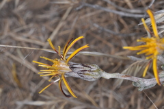 Brachyclados lycioides