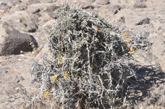 Brachyclados lycioides