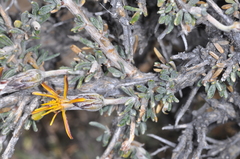 Brachyclados lycioides