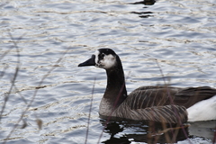 Anser anser × Branta canadensis