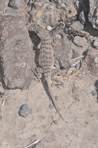 Roth's Sand Iguana