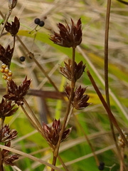 Juncus brachycephalus