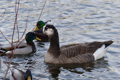Anser anser × Branta canadensis